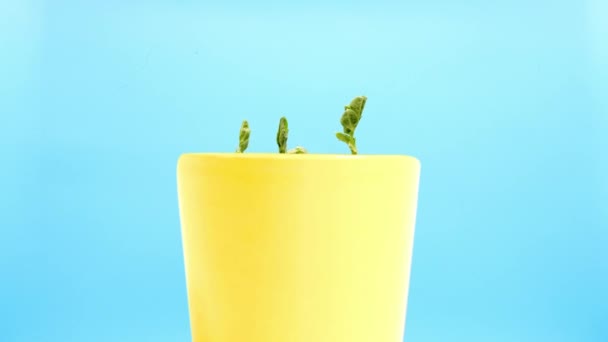 这段视频展示了一个迷人的绿色植物生长在一个充满活力的黄色罐子 装饰着笑脸 背景平静的蓝色背景 放在框架的中央 — 图库视频影像