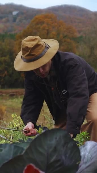 两个从事农业活动的人的田园诗般的乡村景象 一个戴着宽边帽的人坐在一个年轻的人旁边检查着一个大的 新鲜的卷心菜 他的注意力非常集中 — 图库视频影像