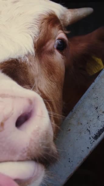 Este Close Captura Rosto Envolvente Uma Vaca Branca Com Pouco — Vídeo de Stock