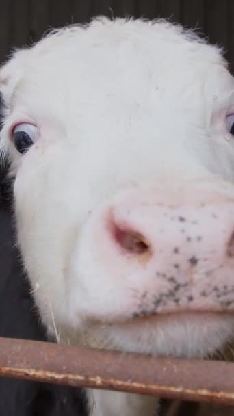 Gros Plan Capture Visage Engageant Une Vache Blanche Avec Quelques — Video