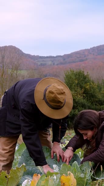 Scène Rustique Idyllique Deux Individus Engagés Dans Activité Agricole Une — Video