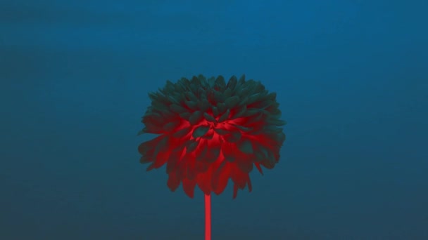 Teledysk Poklatkowy Prezentuje Oszałamiający Czerwony Kwiat Całkowicie Otwartymi Płatkami Kontrastujący — Wideo stockowe
