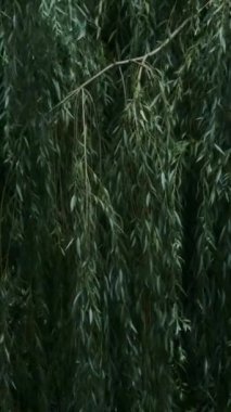 Dikey videoda rüzgarda hafifçe sallanan söğüt dallarının sakin bir sahnesi gösteriliyor. Konferansta, yaprakların ve dalların yumuşak, yeşil renklerinin aktarıldığı ayrıntılı dokusu üzerinde duruluyor.