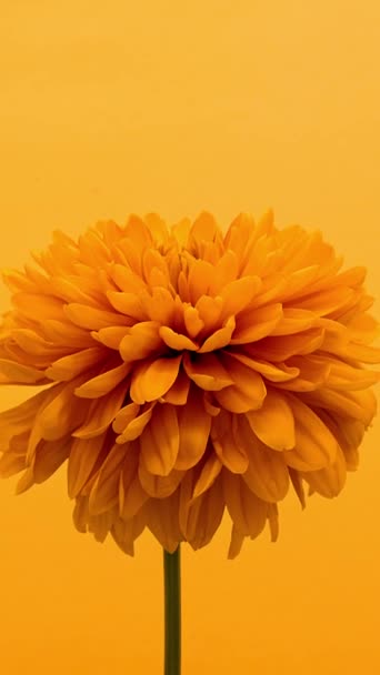 Canlı Bir Turuncu Kadife Çiçeği Dikişsiz Hardalsız Sarı Bir Arkaplan — Stok video