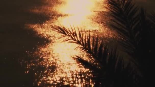 진정한 바다를 반영하는 황금빛 햇빛의 빛나는 배경에 대하여 어둡고 독특한 — 비디오