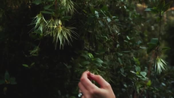 Video Features Close Human Hand Gently Touching Sharp Slender Leaves — Stock Video