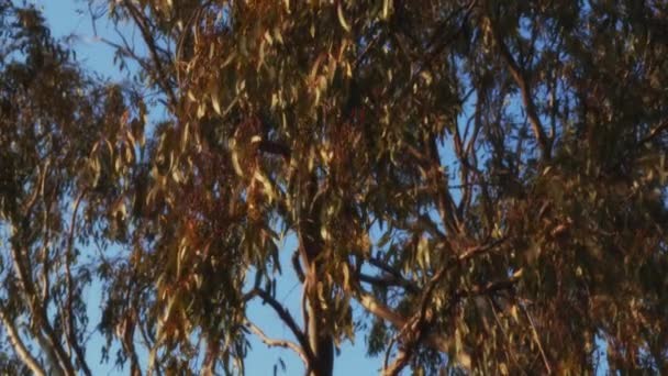 Videó Egy Eukaliptusz Fára Nyújt Mozifilmet Sűrű Aromás Lombozatán Keresztül — Stock videók