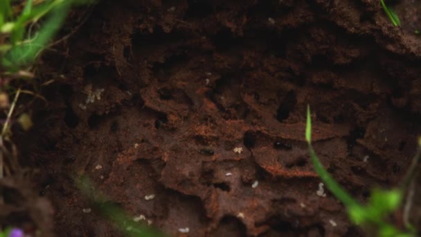 Trinervitermes Rodzaj Termitów Rodziny Termitidae Który Pochodzi Starego Świata Zamieszkują — Wideo stockowe