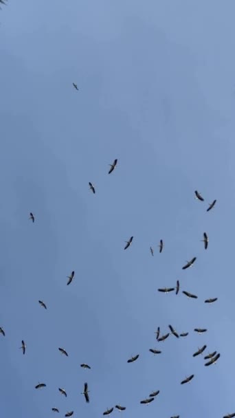 Video Captures Tranquil Yet Compelling Flight Storks Serene Sky Crisp — Stock Video