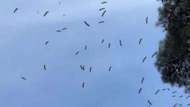 Bu video, leyleklerin sakin ama zorlayıcı bir şekilde sakin bir gökyüzüne doğru uçuşunu gösteriyor. Göç mucizelerinin canlı ve yüksek çözünürlüklü bir kanıtı. Bu zarif kuşlar termalleri yakalarken,