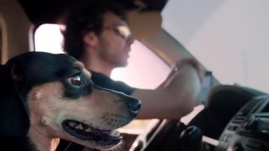 Kıvırcık saçlı ve güneş gözlüklü bir adam, kolunu uzatıp, önünü gösteren bir araba kullanıyor. Siyah ve bronz paltolu küçük bir köpek olan yolcunun ağzı açık ve memnun görünüyor. Şey...