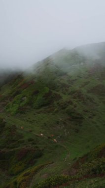 Bir grup inek, yoğun yeşil bitki örtüsüyle kaplı sisli bir dağ yamacında dolambaçlı bir patika boyunca otlar. Kalın sis, üst yamaçları örterek gizemli ve barışçıl bir ortam yaratır. Şey...
