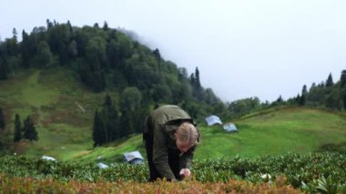 Sis kaplı tepelerle çevrili, sisli bir yamaçtaki yeşil çalıları teftiş eden bir kadın eğildi. Uzakta, küçük köy evleri manzaranın her tarafına dağılmış, huzur dolu ve...