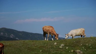 Tahta bir bankın yakınındaki yemyeşil bir çayırda otlayan kahverengi bir ineğin olduğu sakin bir sahne. Arka planda kayan tepeleri ve bulutlarla kaplı ufku olan bir dağ sırasının panoramik görüntüsü var.