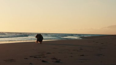 Gün batımında kumlu bir sahil boyunca küçük, tüylü bir köpek yürür, silueti batan güneşin altın parıltısıyla aydınlanır. Okyanusun yumuşak dalgaları yavaşça arka plana çarpar ve bir...