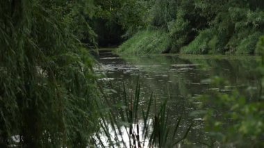 Hala gölet yüzeyi, yumuşak loş gün ışığı altında su kenarını saran kalın vahşi çalıları ve uzun otları yansıtıyor. Koyu yeşil bitki örtüsü, doğal olarak zengin, sakin ve dengesiz bir atmosfer yaratır.