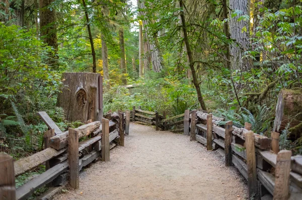 Eco path walkway in the forest. Ecological trail path. Wooden path in the National park in Canada. Travel photo, selective focus, nobody