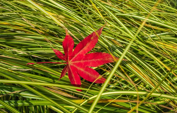 Autumn still life of maple leaves. Warm colors of Autumn. Red Autumn Maple Leaf. Colorful autumn maple leaf isolated on green grass background. Nobody, street photo, copy space for text