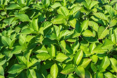 Yeşil yapraklar arka plan. Bigleaf hydrangea, soyut yeşil yaprak dokusu, tropikal yaprak yeşili arka plan. Hiç kimse, seçici odaklanma