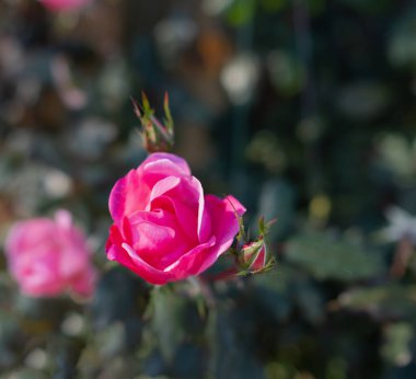 Gül çiçeklerinin açtığı bulanıklık. Yumuşak renklerde pembe güller, arka plan için bulanık bir tarzda yapılmış. Hiç kimse, seçici odaklanma
