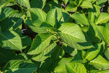 Yeşil yapraklar arka plan. Bigleaf hydrangea, soyut yeşil yaprak dokusu, tropikal yaprak yeşili arka plan. Hiç kimse, seçici odaklanma
