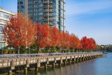 Sonbahar sezonunda şehir manzarası. Vancouver, British Columbia 'daki ağaçların sonbahar renkleri. Crescent Sahili geçidi. Seyahat fotoğrafı, sokak manzarası - 14 Ekim 2022-Kanada