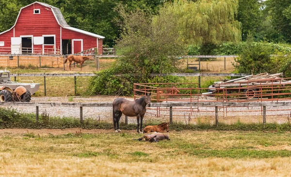 Pferde Auf Einem Bauernhof Agrarlandschaft Mit Alter Roter Scheune Pferde — Stockfoto