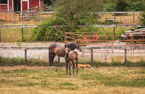 Pferde Auf Einem Bauernhof Agrarlandschaft Mit Alter Roter Scheune Pferde — Stockfoto