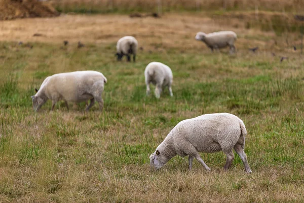 Herd of sheep on green pasture. A group of sheep on a pasture stand next to each other. Sheep graze in the meadow and the concept of economics, agriculture, sheep breeding. Nobody, selective focus