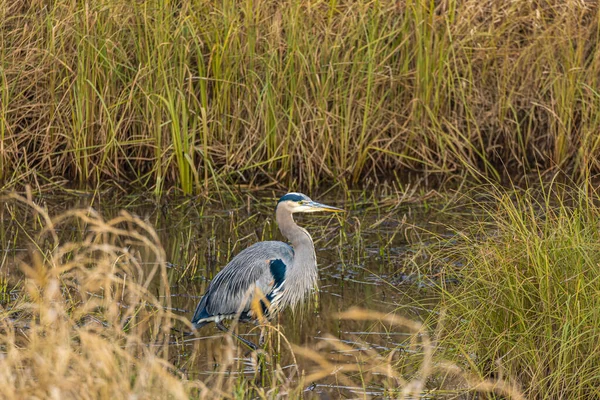 stock image Great Blue Heron. This beautiful bird hunts in the water along the banks of the river. Great Blue Heron at the lake. Nobody, selective focus