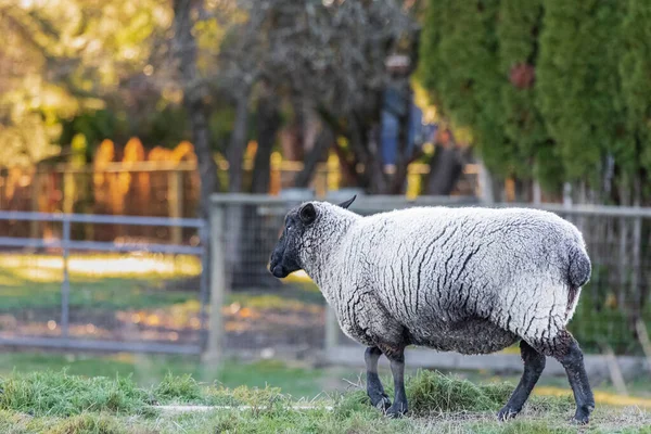 Kobieta Owca Suffolk Owce Pastwisku Wsi Owce Suffolk Czarną Twarzą — Zdjęcie stockowe