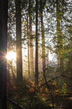 Bahar ormanı manzarası, soyut taze, mevsimsel doğa manzarası, sabah yeşil ağaçlar. Doğada parlayan ışık. Yeşil ormanda güneş ışığı