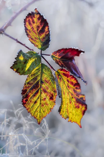Closeup of one frozen leaf during winter. Frosts and frozen leaves details. Frosty winter leaves abstract. Frozen autumn leaves. Nobody, blurred, selective focus