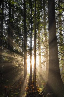 Bahar ormanı manzarası, soyut taze, mevsimsel doğa manzarası, sabah yeşil ağaçlar. Doğada parlayan ışık. Yeşil ormanda güneş ışığı