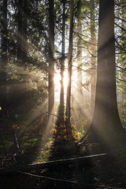 Bahar ormanı manzarası, soyut taze, mevsimsel doğa manzarası, sabah yeşil ağaçlar. Doğada parlayan ışık. Yeşil ormanda güneş ışığı