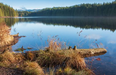 Çam ağaçlı bir orman gölünde mavi su. Ormanda soğuk bir sonbahar sabahı, göl, orman yansıması ve su yüzeyinde sis. Seyahat fotoğrafı, kimse yok.