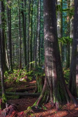Bir yaz günü yüksek çam ağaçlarına bakın. Spruce Ağaçları Doğal Ormanı. Orman geçmişi. Karanlık orman doğa manzarası. Hiç kimse, seçici odaklanma