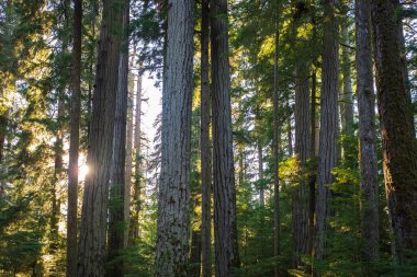 Sunny summer forest with tall trees. Summer landscape. Sunlight in a green forest. Forest of fresh green deciduous trees with the sun casting its warm rays through the foliage. Nobody, selective focus