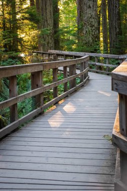 Ormanda çevre yolu ahşap geçit. Ekolojik patika. Kanada 'daki Ulusal Park' ın tahta yolu. Seyahat fotoğrafı, seçici odak, kimse yok.