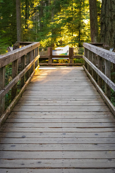 Eco path wooden walkway in the forest. Ecological trail path. Wooden path in the National park in Canada. Travel photo, selective focus, nobody