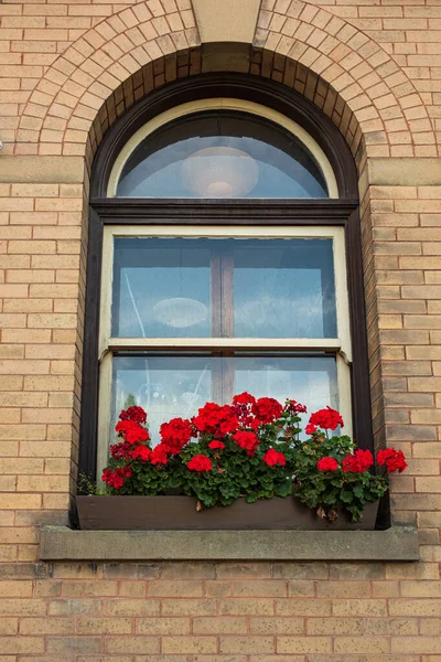 Brick wall with arched windows, flower pots. Old ornamented window with flowers. Nobody, street photo