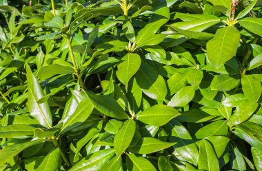 Green leaves and ovary of rhododendron inflorescence close-up. Background of an evergreen shrub. Pacific rhododendron, California rose-bellied. Structure of rhododendron leaves