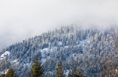 Beautiful winter landscape with snow covered trees in Canada. Fantastic winter landscape with spruce forest. Dramatic overcast sky. Travel photo, nobody, copy space for text