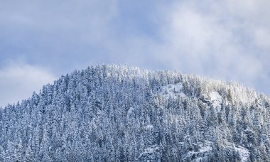 Beautiful winter landscape with snow covered trees in Canada. Fantastic winter landscape with spruce forest. Dramatic overcast sky. Travel photo, nobody, copy space for text