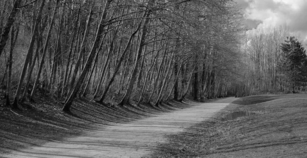 Forest trail scene. Woodland path. Walk way in the park. Straight dirt road. Black and White phot. Nobody copy space, street photo.
