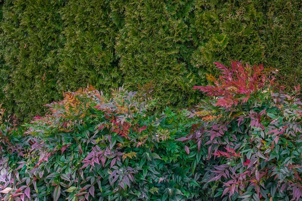 Folhas Tropicais Folhas Verdes Abstratas Textura Fundo Natureza Plantas Jardim — Fotografia de Stock