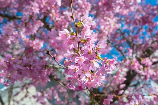 Όμορφα Κλαδιά Από Ροζ Άνθη Κερασιάς Στο Δέντρο Κάτω Από — Φωτογραφία Αρχείου