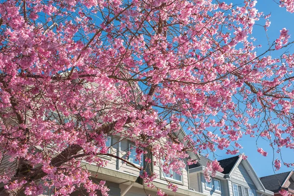 Красиві Гілки Рожевого Вишневого Цвіту Дереві Під Блакитним Небом Красиві — стокове фото