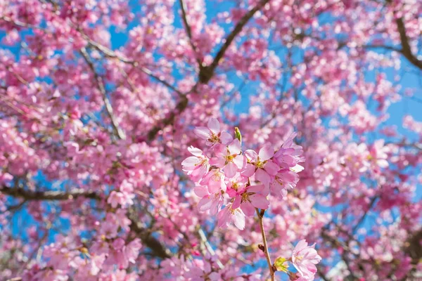 Όμορφα Κλαδιά Από Ροζ Άνθη Κερασιάς Στο Δέντρο Κάτω Από — Φωτογραφία Αρχείου
