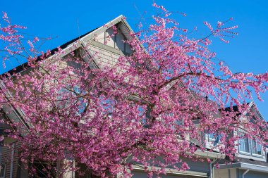 Mavi gökyüzünün altındaki ağaçta pembe kiraz çiçeklerinin güzel dalları baharda güzel Sakura çiçekleri ve caddede evler, Flora desenli desenler. Pembe sakura çiçekleri
